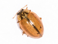 Aphidecta obliterata